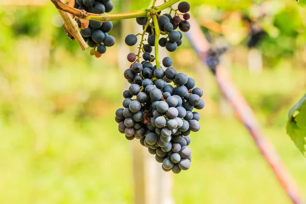 Grandes racimos de uvas de vino tinto cuelgan de una vid, backgro cálido — Foto de Stock