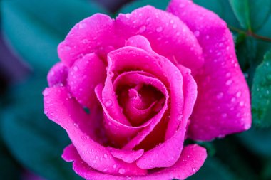 doğal Bahçe arka planda taze gül