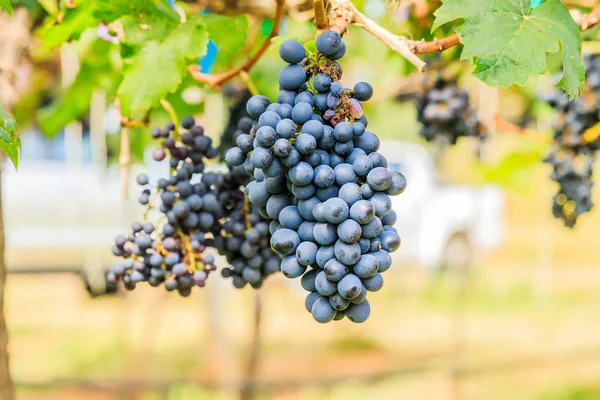 लाल वाईन द्राक्ष मोठ्या संख्येने द्राक्षारस, उबदार बॅकग्रो पासून फाशी — स्टॉक फोटो, इमेज