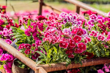 Pembe karanfil Çiçek Bahçe (karanfil chinensis).