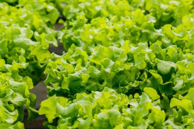 Büyüyen organik sebze Bahçe toprak olmadan.