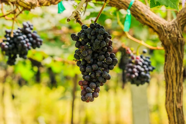 Grandes racimos de uvas de vino tinto cuelgan de una vid, backgro cálido — Foto de Stock