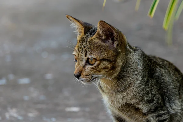 Thailand cute cat ruht Gewohnheiten von niedlichen Haustieren. Katzenrassen thaila — Stockfoto