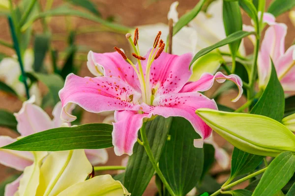 Lila rosa en el jardín y el tono de color —  Fotos de Stock