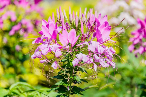 güzel renkli Batı Dara bahçede