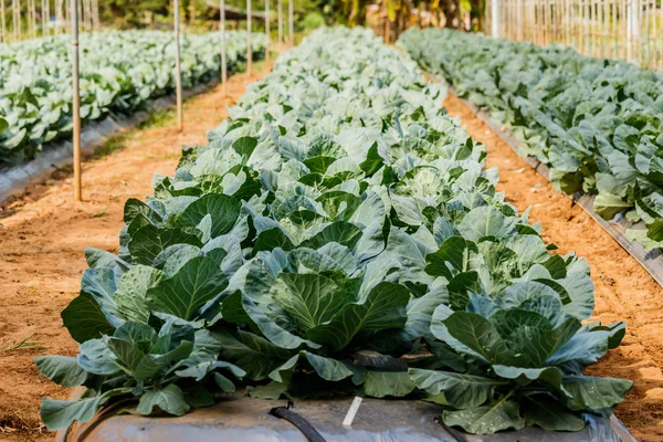 Organic Cabbage. Fresh Green Head of Cabbage on the Field Ready — Stock Photo, Image