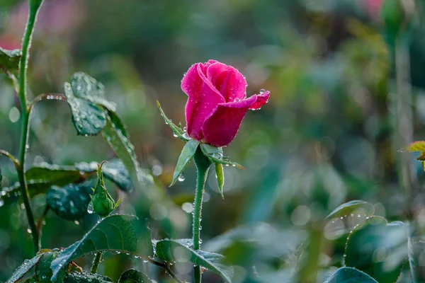 Świeże róże w naturalne podłoże w ogrodzie — Zdjęcie stockowe