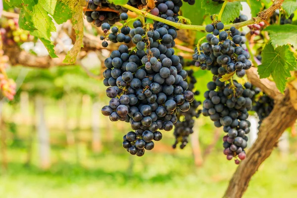 Grandes racimos de uvas de vino tinto cuelgan de una vid, backgro cálido — Foto de Stock