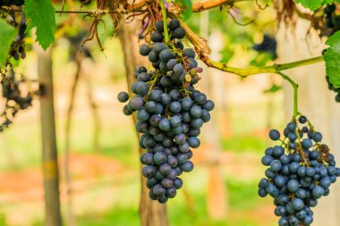  kırmızı şarap üzüm asma dan, sıcak backgro asmak büyük demet