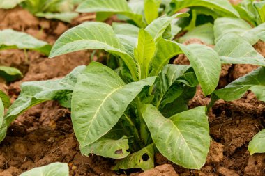 Tobbaco plantasyon içinde Bueng Han Tayland