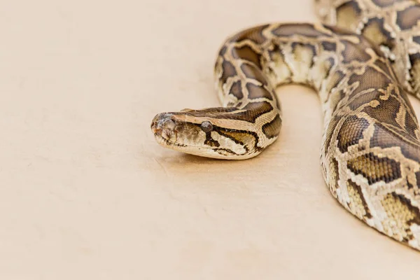 Grote Python Reticulated of Boa op verdieping — Stockfoto