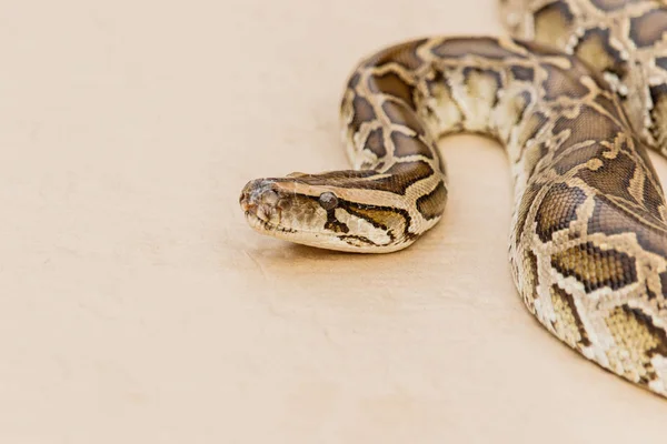 Büyük Reticulated Python veya Boa katta