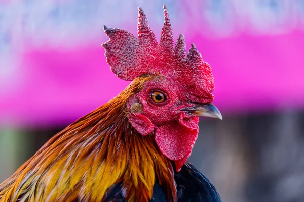 自然を背景にカラフルな鶏 — ストック写真