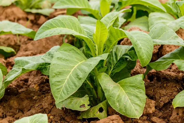 Tobbaco plantasyon içinde Bueng Han Tayland