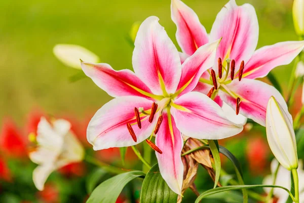 Lírio rosa no jardim e tom de cor — Fotografia de Stock