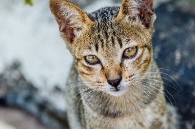Tayland şirin kedi sevimli hayvanlar alışkanlıkları dinleniyor. Kedi doğurmak Thaila