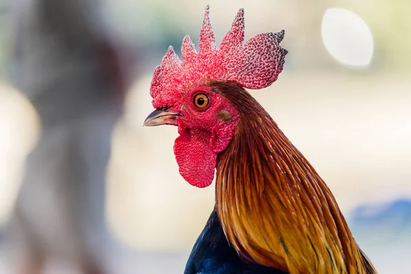 自然を背景にカラフルな鶏 — ストック写真