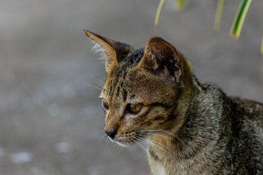 Tayland şirin kedi sevimli hayvanlar alışkanlıkları dinleniyor. Kedi doğurmak Thaila