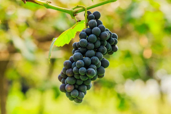 Grandes racimos de uvas de vino tinto cuelgan de una vid, backgro cálido — Foto de Stock