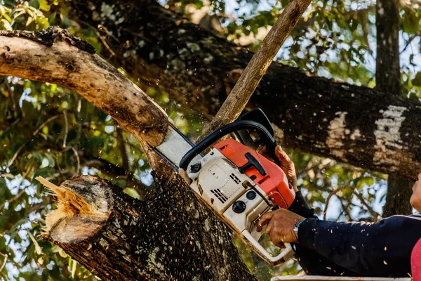 bir elektrikli testere ve professional kullanarak adam kesme ağaçlar 