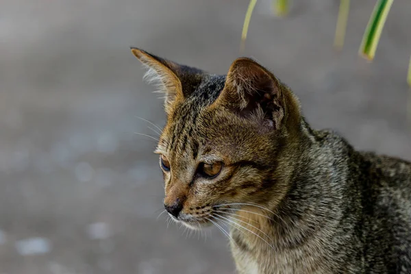 Thailandia carino gatto abitudini di riposo di simpatici animali domestici. Razze di gatto Thailandese — Foto Stock