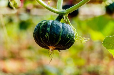 Kış kabak veya kabak olan ağaç üzerinde