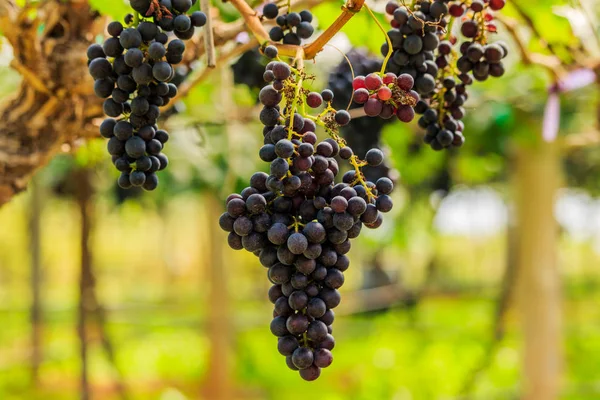 Grandes racimos de uvas de vino tinto cuelgan de una vid, backgro cálido — Foto de Stock