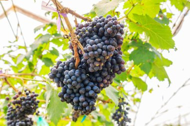  kırmızı şarap üzüm asma dan, sıcak backgro asmak büyük demet