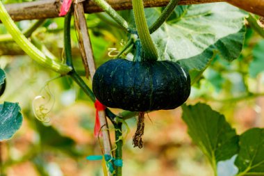 Kış kabak veya kabak olan ağaç üzerinde