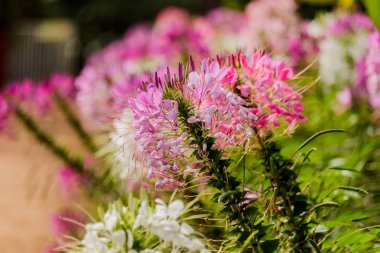 güzel renkli Batı Dara bahçede