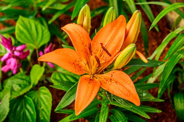 Zephyranthes květina. Běžné názvy druhů v tomto rodu včetně — Stock fotografie