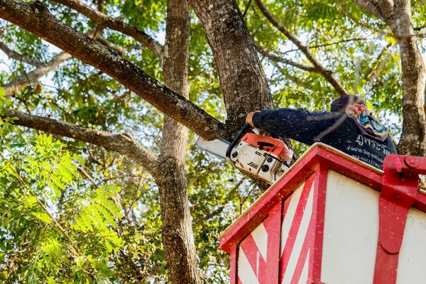 man cutting trees using an electrical chainsaw and professional