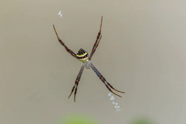 Arañas (Argiope versicolor) - Arañas en las telas . —  Fotos de Stock