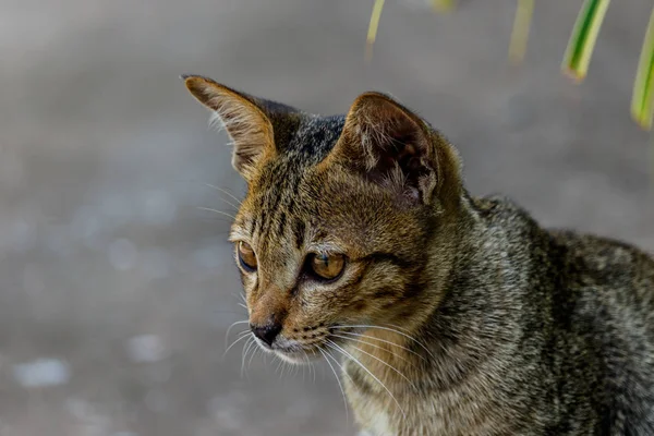 Thailand cute cat ruht Gewohnheiten von niedlichen Haustieren. Katzenrassen thaila — Stockfoto
