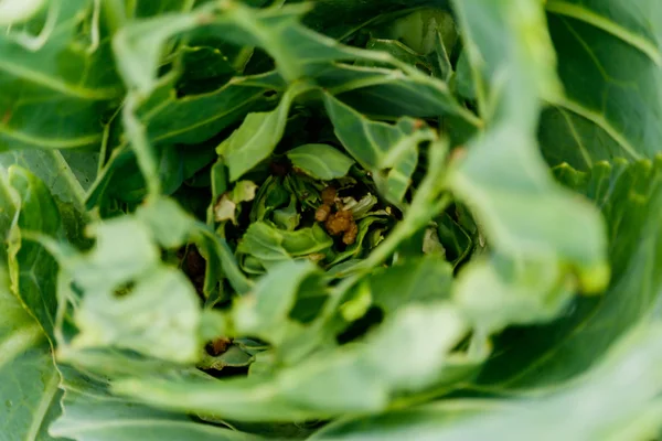 Kubis busuk dari gigitan serangga, hijau bunga kol kuning vegeta — Stok Foto