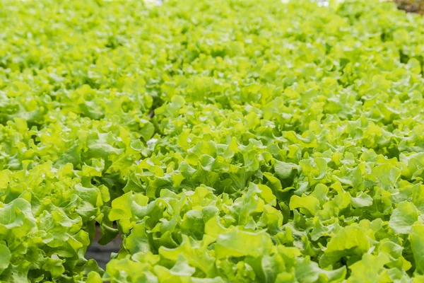 Menanam sayuran organik tanpa tanah di kebun . — Stok Foto
