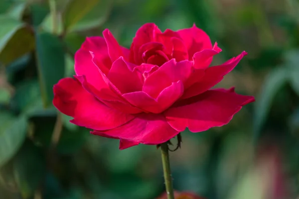 Rosas frescas em fundo natural no jardim — Fotografia de Stock