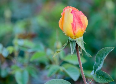 doğal Bahçe arka planda taze gül