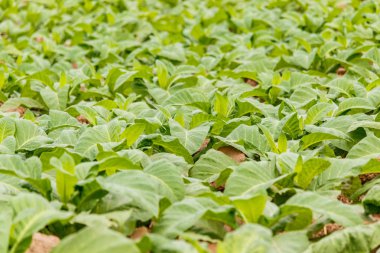 Tobbaco plantasyon içinde Bueng Han Tayland