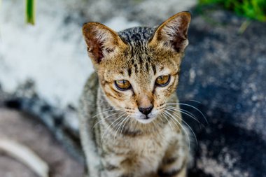 Tayland şirin kedi sevimli hayvanlar alışkanlıkları dinleniyor. Kedi doğurmak Thaila