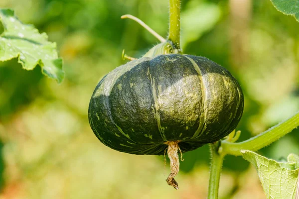 Kış kabak veya kabak olan ağaç üzerinde