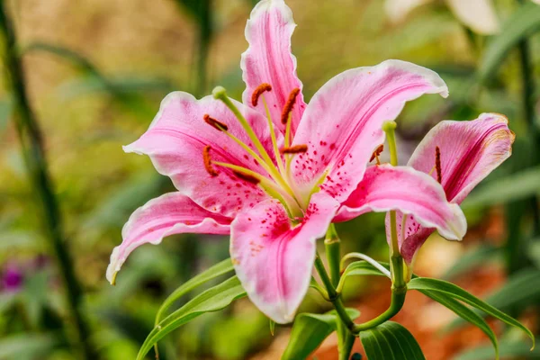 Lírio rosa no jardim e tom de cor — Fotografia de Stock