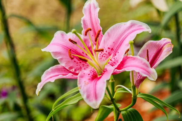 Lila rosa en el jardín y el tono de color —  Fotos de Stock