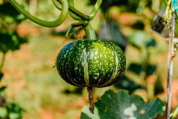 Kış kabak veya kabak olan ağaç üzerinde