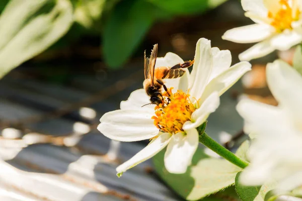 Enjambre de abeja flor de primer plano en la guarida gar — Foto de Stock