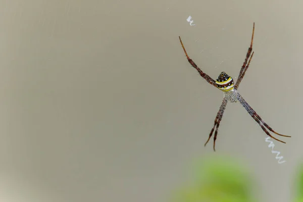 Spiders(Argiope versicolor)-pająki na wstęgi. — Zdjęcie stockowe