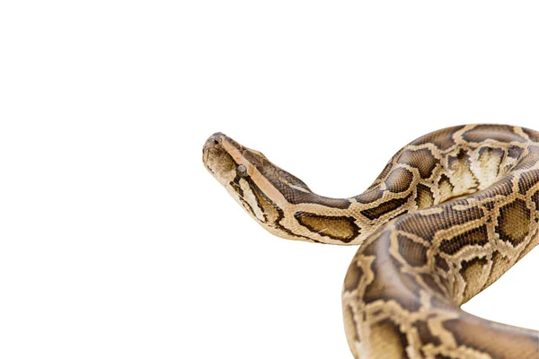 Reticulated Python of Boa isoleren op witte achtergrond met clipp — Stockfoto