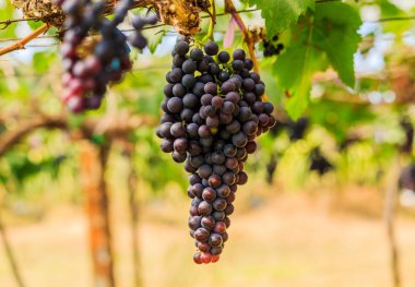  kırmızı şarap üzüm asma dan, sıcak backgro asmak büyük demet