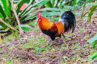 Yeşil doğa arka planında renkli horoz