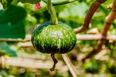 Kış kabak veya kabak olan ağaç üzerinde